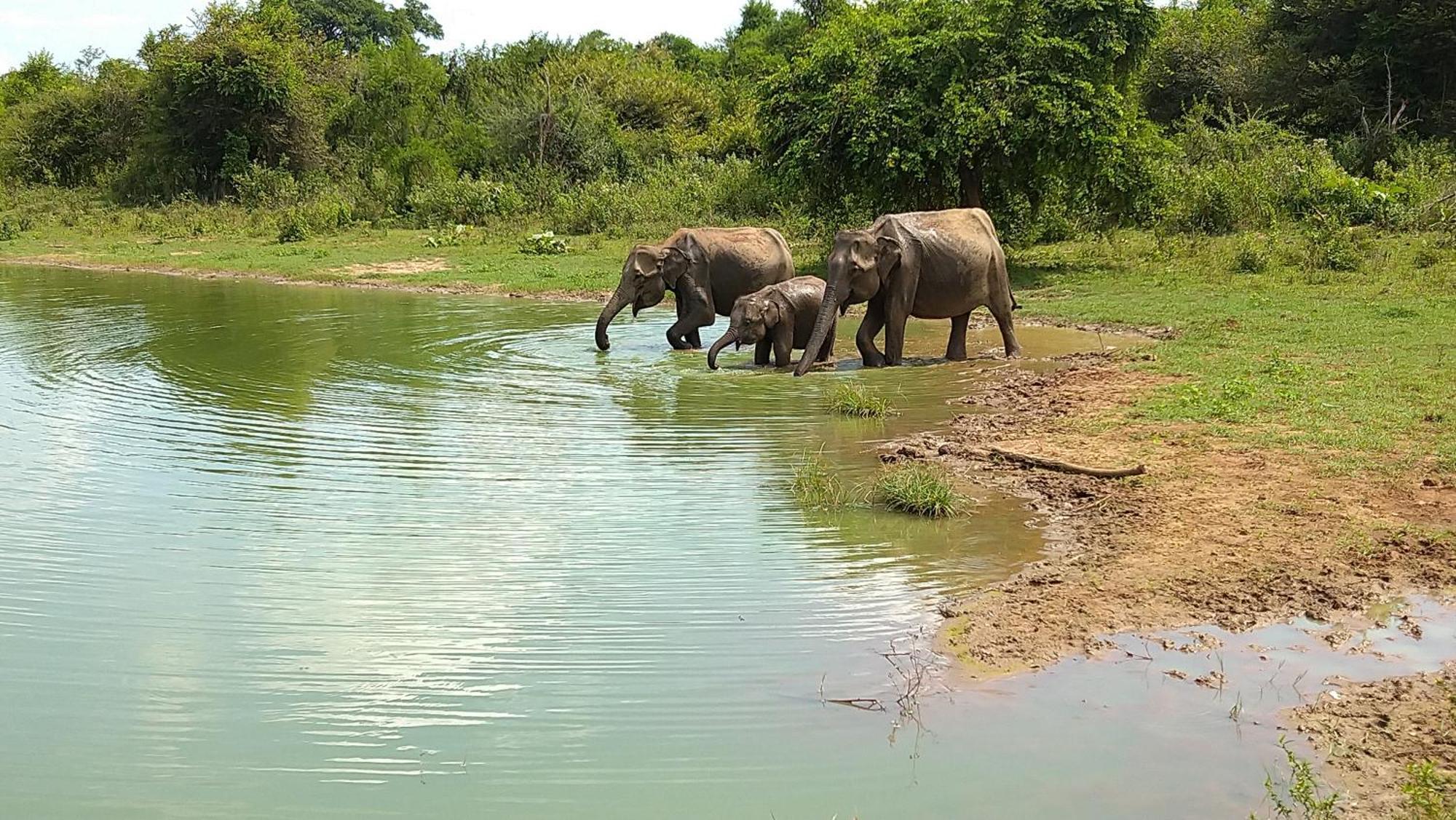 Udawalawa Safari Resort 우다왈라웨 외부 사진