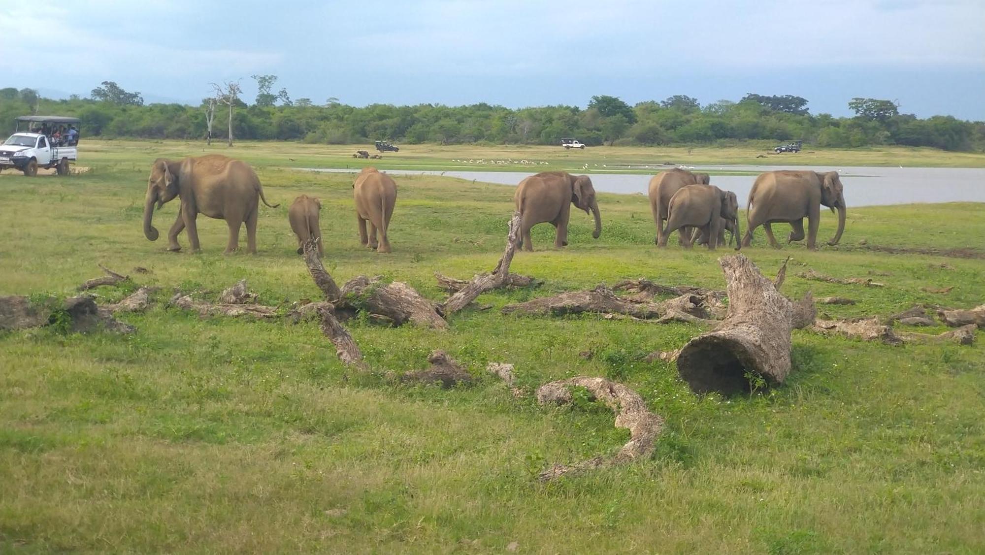 Udawalawa Safari Resort 우다왈라웨 외부 사진