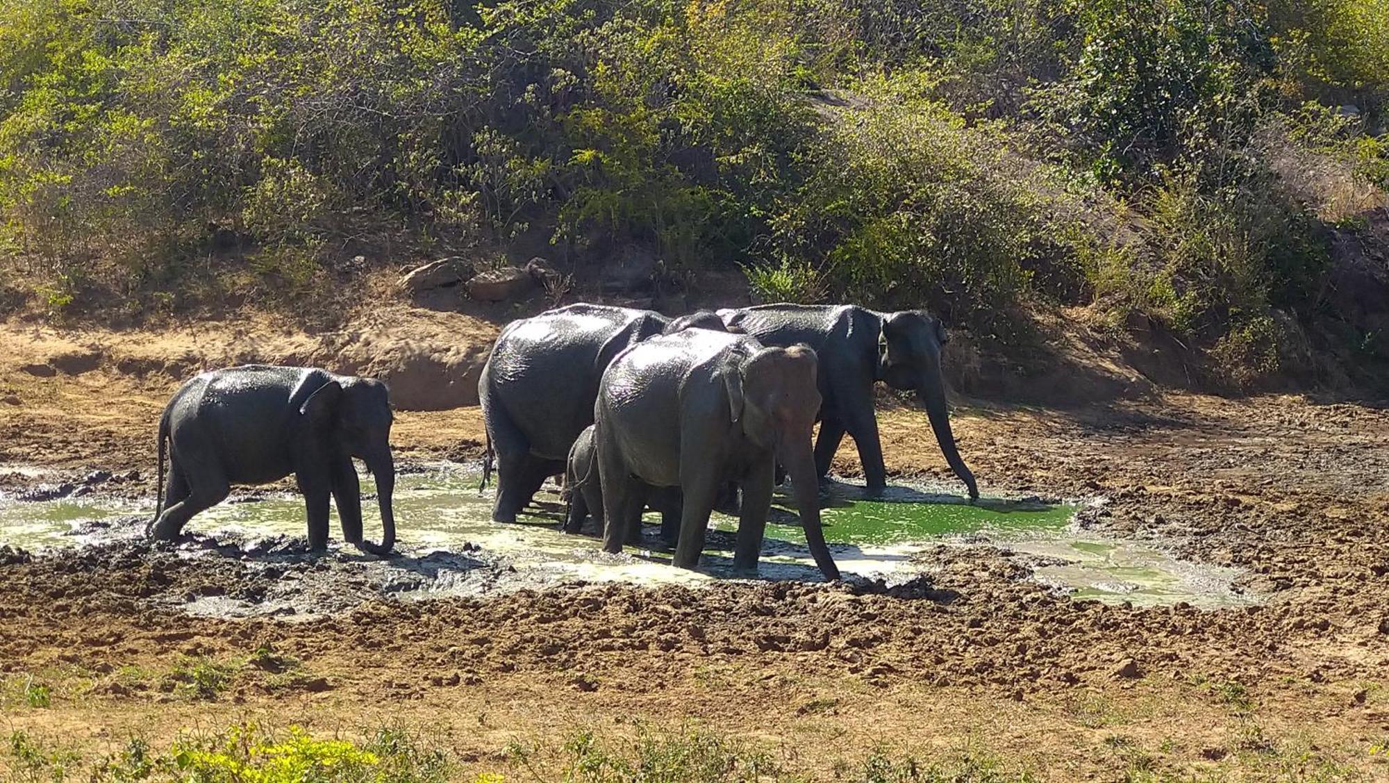 Udawalawa Safari Resort 우다왈라웨 외부 사진