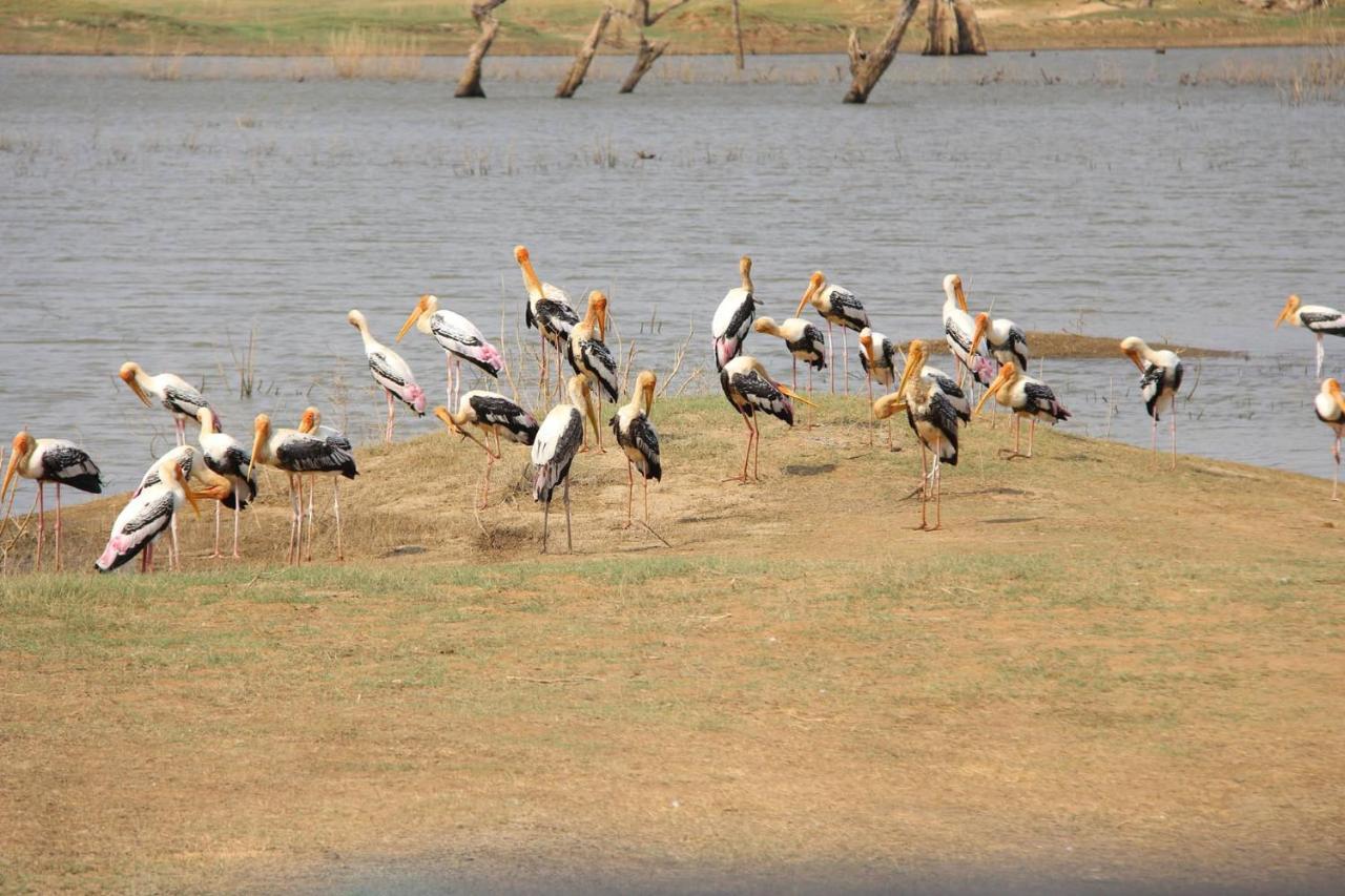 Udawalawa Safari Resort 우다왈라웨 외부 사진